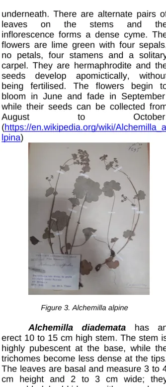 Figure 3. Alchemilla alpine 