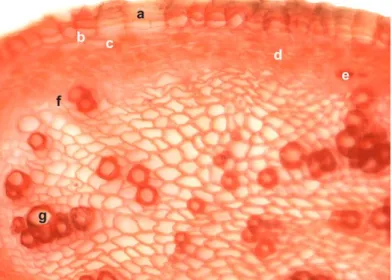 Figure 1. Cross-section through C. persicifolia root: (a) suber; (b) phellogen; (c) phelloderm;   (d) cortical parenchyma; (e) phloem tissue; (f) libero-ligneous cambium; (g) xylem tissue  