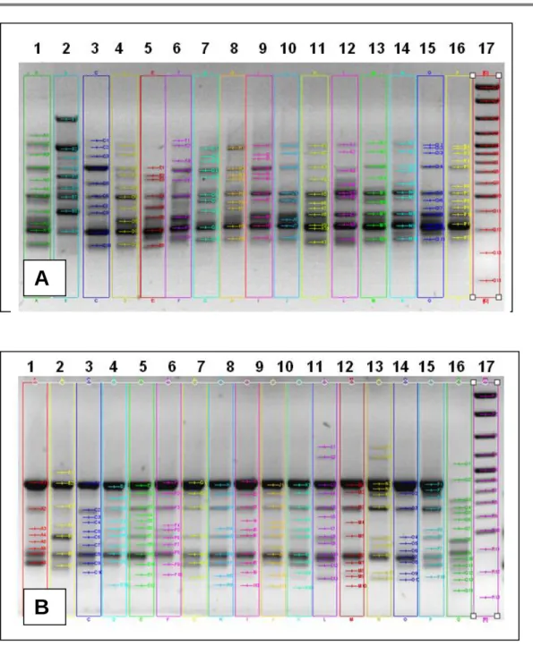 Fig. 1. Analysis by 1.5% agarose gel electrophoresis of the products resulting from amplification with the  primer UBC 810 (GA) 8 T [a] and A13 (GT) 6 CC [B] 