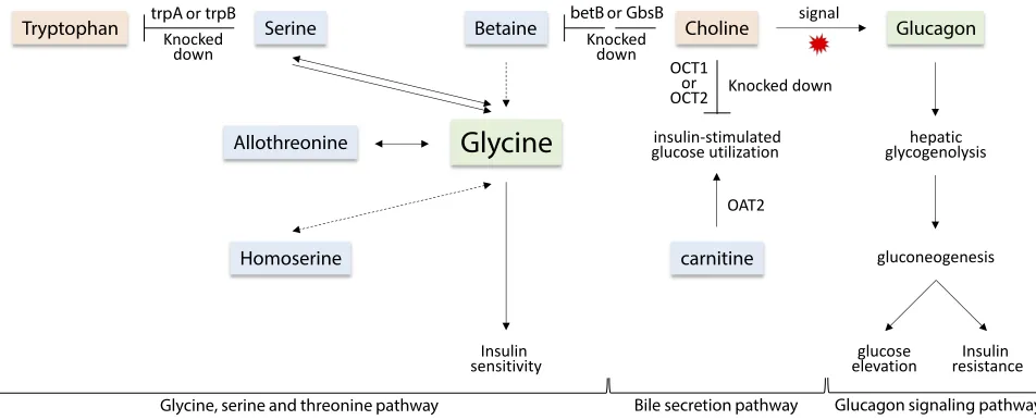 Figure 11 Demonstration of important steps in the three pathways, namely,in seven separated metabolites due to the incidence of T2D