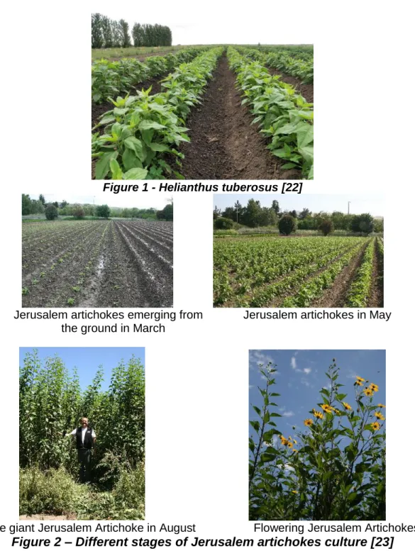 Figure 1 - Helianthus tuberosus [22] 