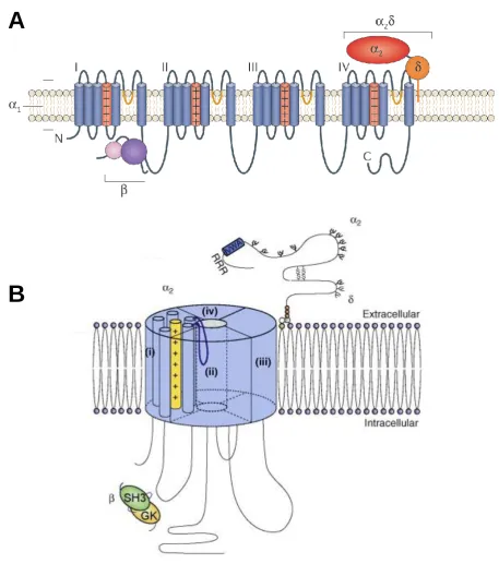 Figure 1.3 – The topology of calcium channel subunits. (A) The topology of calcium channel subunits in two dimensions