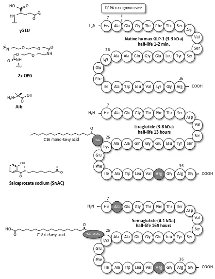Figure 1 Structure and half-lives of native human GLP-1, liraglutide and semaglutide. Native human GLP-1 is a 30 amino acid peptide hormone (GLP-1 7xybenzamido) octanoate) is an intestinal permeation enhancer