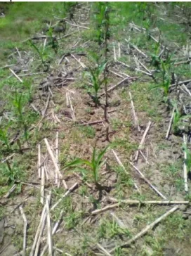 Figure 1. The no till with mulch variant at 1 st  of june  RESULTS AND DISCUSSIONS 
