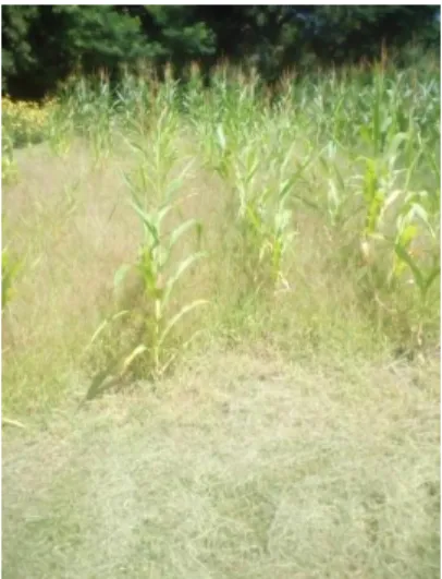 Figure 2. No till without mulch variant at 10 of july  The soil mosture was determined by 