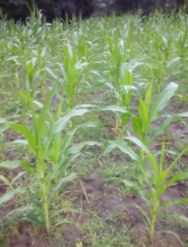 Table 2  The corn yield and the plants height in function of tillage and the species of 