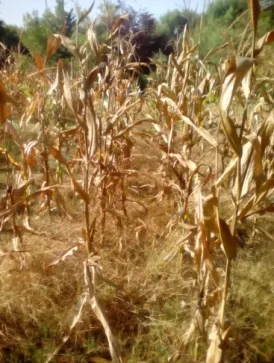 Figure 6. No till with pea mulch at harvest.  CONCLUSIONS 