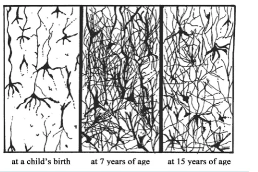 Figure 1. Density of neurons in the human brain at different ages. 