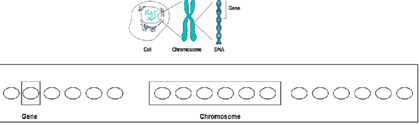 Fig. 1. Gene, Chromosome, and population 
