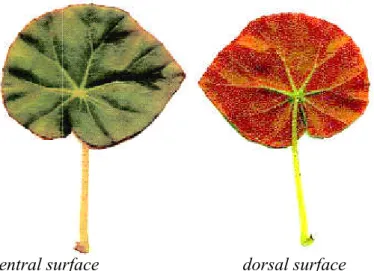 Fig. 2. Frunză de Begonia 