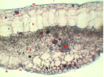 Fig. 4. Cross section of the blade  mid rib, rh- root hair, pt- 