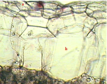 Fig. 5. Cross section of the blade with epidermis and hypodermis –detail (x 235): e-  epidermis, h- hypodremis