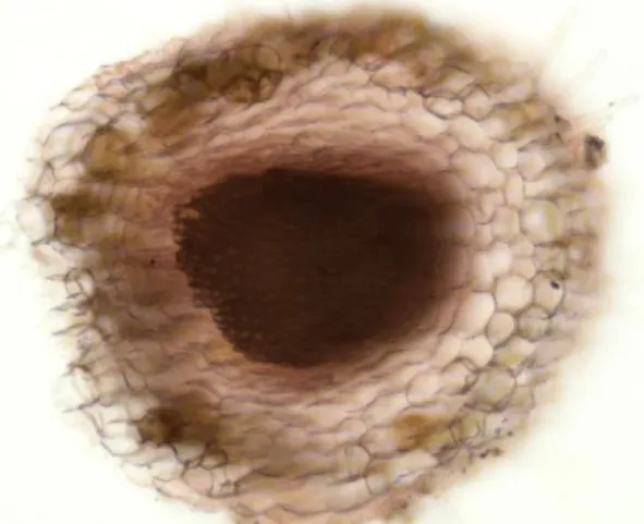 Figure 1. Cross-section through T. chamaedrys root: overview   (Congo red–chrysoidine staining, ×200)