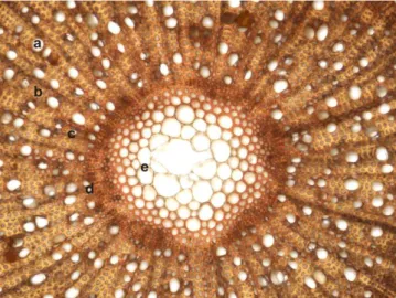 Figure 4. Cross-section through T. chamaedrys rhizome: (a) metaxylem; (b) libriform   tissue; (c) medullary ray (Congo red–chrysoidine staining, ×400)