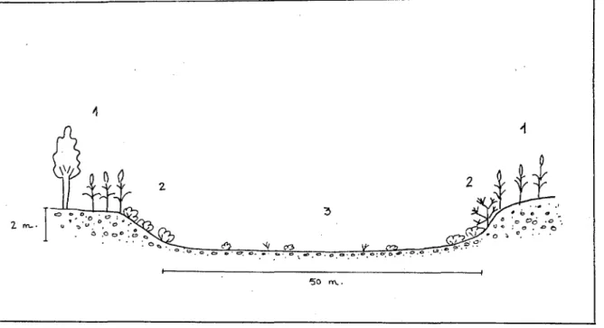 Fig.  4. Vegetación del tramo final del río Vélez. 