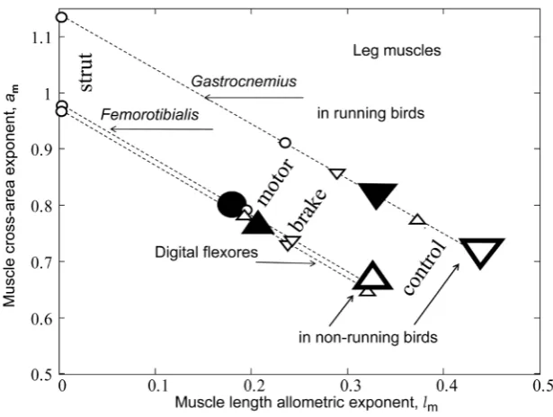 Figure 5. The analysis of the primary mechanical functions for leg muscles in run-ning and non-running birds