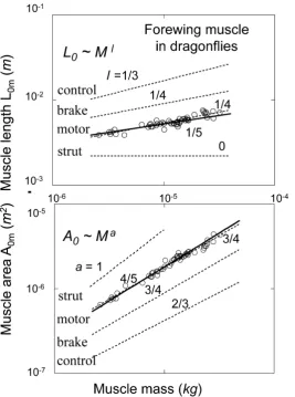 Figure 6. Scaling of the basalar structure to muscle mass in male dra-gonflies (Odonata and Anisoptera, listed in Figure 5 in [50])
