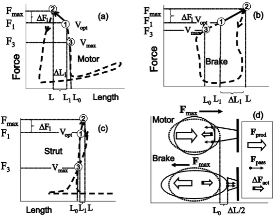 Figure 1. The qualitative analysis of the in vivo muscle force-length data. The muscle motor function is presented by gastrocnemius powering during shortening in uphill running turkey (inset a, adapted from [31])