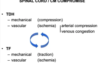 Figure 8. Postulated pathophysiological mechanism in case a TLJDH and TF coincide. Both entities may cause mechanical and vascular spinal cord compromise, rein- forcing each others deleterious effects (blue arrows)