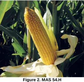 Figure 2. MAS 54.H 