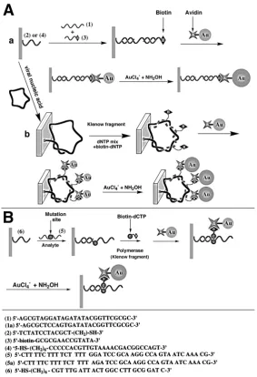 Figure 9. (A) Amplified detection of DNA by: (a) association of an Au-avidin conjugate and catalytic deposition of Au; (b) polymerase-induced replication of DNA followed by the electroless deposition of gold on an Au-avidin conjugate linked to the double-s