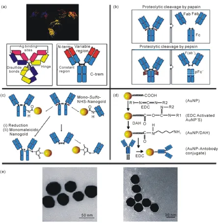 Figure 5. (a) X-ray crystallographic structure of an IgG antibody (upper part); A schematic representation of IgG and a simplified scheme of the antibody’s structure (lower part); (b) The papain (upper part) and the the pepsin (lower part) cleavages; (c) F