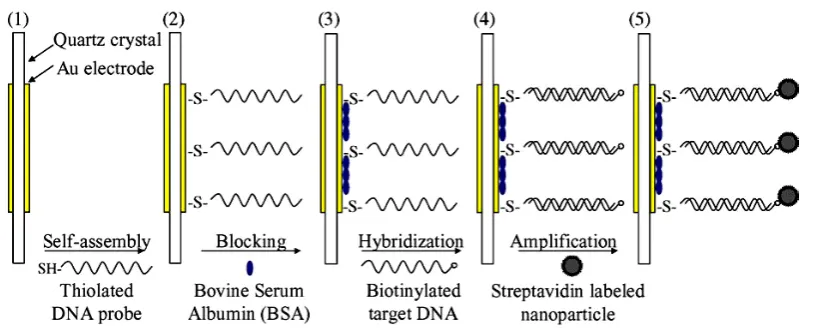 Figure 6. Llustration of the sensor fabrication and detection procedure reproduced with permission from Ref