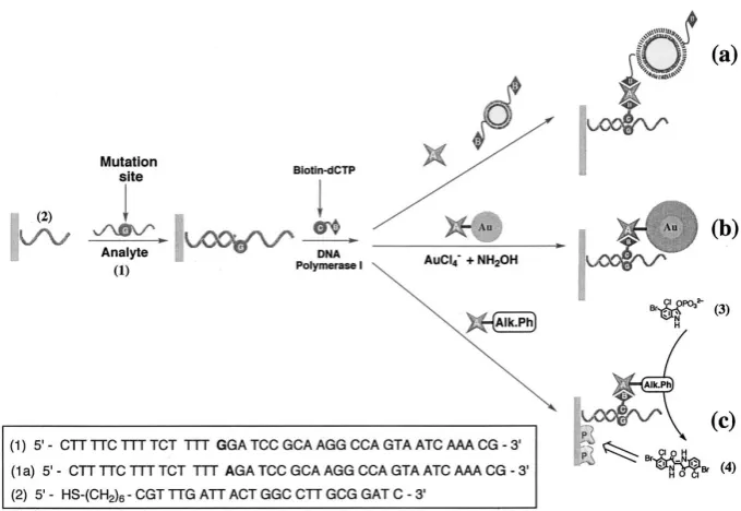Figure 7. Schematic illustration of the sensing process of the amplifying system based on Au nanoparticle-covered QCM surface