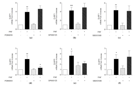Figure 5. MAPK involvement in PAF-stimulated DUSP1 and DUSP5 mRNA expression in human monocytes