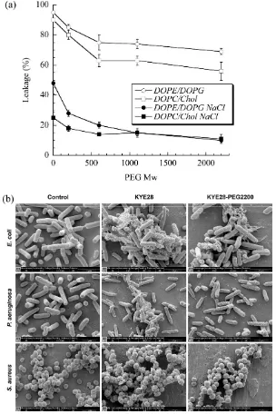 Figure 5. (a) Effect of PEG length on KYE28-PEG leakage induction of DOPE/DOPG (75/25 mol/mol) and DOPC/cholesterol (60/40 mol/mol) liposomes at a peptide concentration of 1 µM
