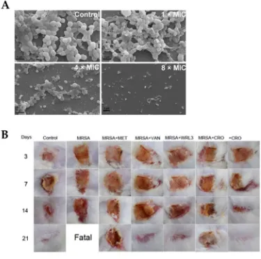 Figure 2. Antibacterial activity of WRL3 and antibiotics. (A) SEM images of the inhibition at indicated VWR3 concentrations compared to the control cells; (B) Photos of wound regions of approximately 1 cm(vancomycin), WRL3, CRO (indicates no mice survival