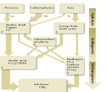 Fig. 1 - The anaerobic decomposition of organic matter consists of three main phases:   A