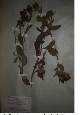 Fig. 1. Centaurea stenolepis A. Kerner                  Fig.2. Centaurea spinulosa Rochel ex Spreng