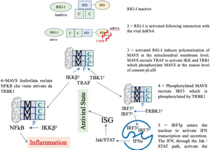 Figure 1. MAVS is an adapter that must be phosphorylated by IKK and TRB1 to recruit and authorize the phosphorylation of IRF3 by IKK and TRB1