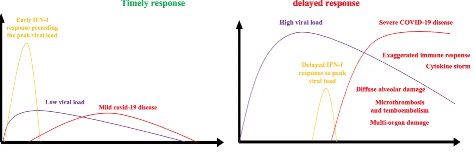 Figure 2. Timeliness of the response mediated by the IFNs. 