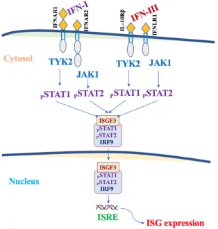 Figure 3.Type I IFNs and and IFN-l  act by binding to the respective receptors expressed on the surface of the target cells