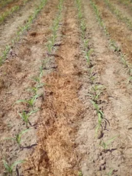 Table 2  The soil moisture and the bulk density in function of soil tillages and cover crop 