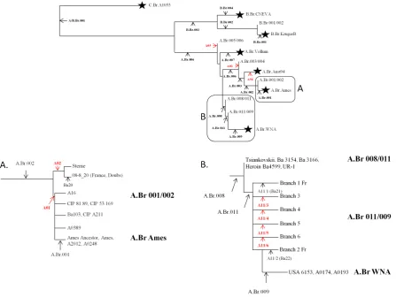 Figure 1. Phylogeny of the major canSNP groups of B. anthracis. Dendrogram of 14 canSNP analysis of Bacillus anthracis isolates after Van Ert et al