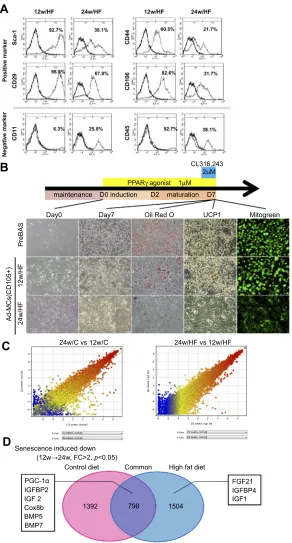 Figure 5 Aging and HF feeding alters the character of mesenchymal stem cells in sFAT (Ad-MSC)