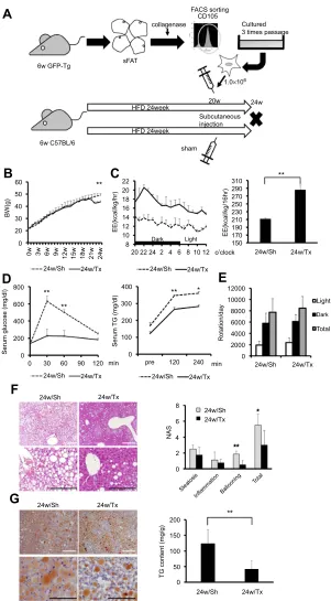 Figure 6 Transplantation of Ad-MSCs from young mice ameliorates the obesity-associated metabolic impairment and features of steatohepatitis