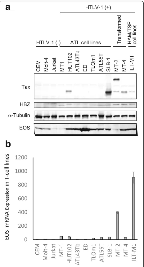 Fig. 1 Increased expression of EOS in human T-cell leukemia virustype-1 (HTLV-1)-infected T-cell lines