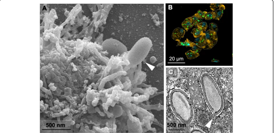 Fig. 2 Characterization of the Orpheovirus replication cycle inM.O.I. of 5 and visualized by IF