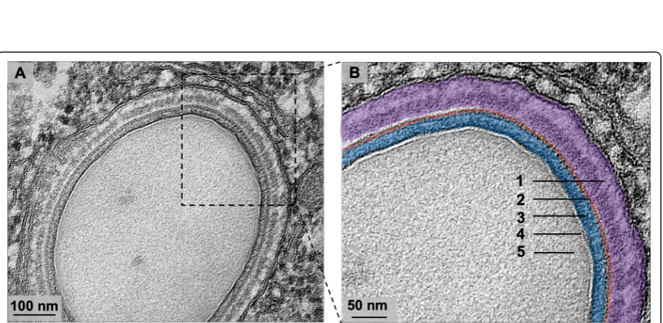 Fig. 6 Morphogenesis dynamics of Orpheovirus particles.These structures extend and are filled by the internal content.observed (red arrow).that the mature particles have a flattening on one side (red arrow)
