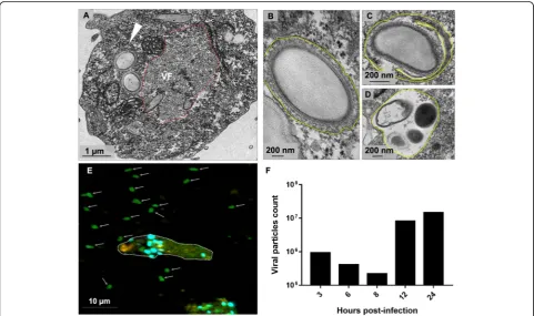 Fig. 8 Defective particles observed during Orpheovirus multiplication. a–c TEM analyses evidenced the presence of defective particles in differentformats, even in infections with low M.O.I