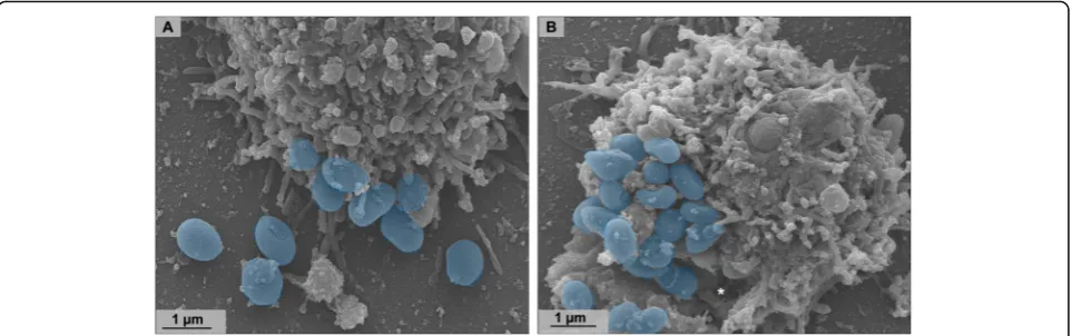 Fig. 10 Orpheovirus particles are released from the cell both by exocytosis and lysis
