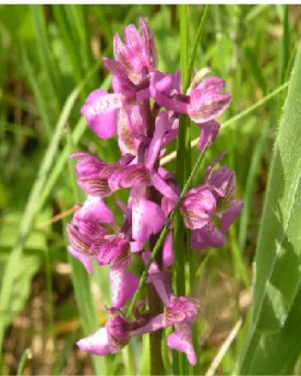 Fig. 3. Orchis morio (original photo) 