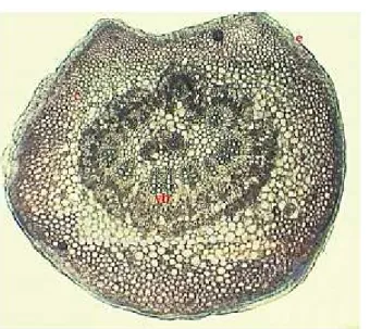 Fig. 2. Cross section of the petiole – ensemble (x 80): c- cortex, e- epidermis, vb- vascular bundle.