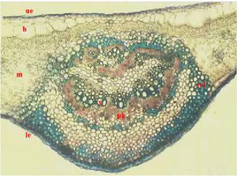 Fig. 5. Cross section of the blade in the mid rib zone - ensemble (x 100): h- hypodermis, le- lower epidermis, m- mesophyll, ph- phloem, scl- sclerenchyma, ue- upper epidermis, x- xylem.