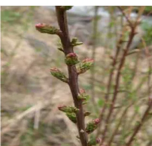 Fig. 2. Myricaria germanica(original)