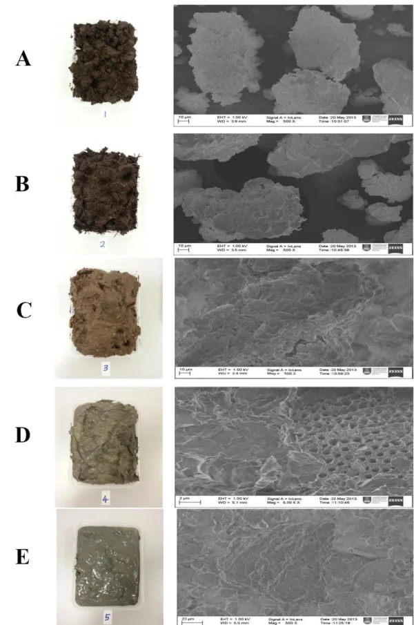 Fig. 1. Image (A) Aerobic peat, Image (B) Anaerobic peat, Image (C) Transitional peat, Image (D) Mineral soils after peat, Image (E) Bottom mineral soils